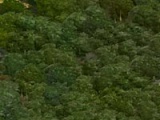 Wald-Bild (Civ5).jpg