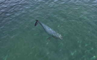 Wale-Bild (Civ5).jpg