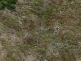 Tundra-Bild (Civ5).jpg
